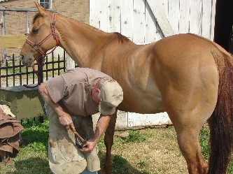 Dusty gets a new front shoe.